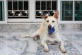 Adorable cream dog carrying blue ball Royalty Free Stock Photo