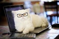 Adorable creamy white persian cat with yellow eyes, wearing dioptric glasses, lying over laptop with a paw on a calculator,