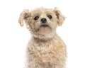 Crossbreed dog looking up on white background Royalty Free Stock Photo