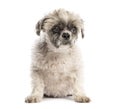 Crossbreed dog sitting and looking curious on white background Royalty Free Stock Photo