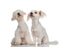 Adorable curious bichon couple looking up to side