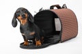 Adorable curious dachshund puppy sit into open pet carrier with rigid frame, white background, copy space. Convenient