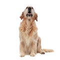 Adorable curious golden retriever looks up and pants