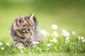 Adorable and curious little tabby kitten vigorously playing in the garden in the grass Royalty Free Stock Photo