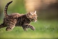 Adorable and curious little tabby kitten vigorously playing in the garden in the grass Royalty Free Stock Photo