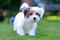 Adorable, curious puppy playing on green grass Royalty Free Stock Photo