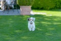 Adorable, curious puppy playing on green grass