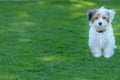 Adorable, curious puppy playing on green grass Royalty Free Stock Photo