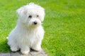 Adorable, curious puppy sitting on green grass Royalty Free Stock Photo