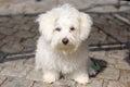 Adorable, curious puppy sitting on stones