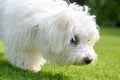 Adorable, curious puppy sniffing on green grass