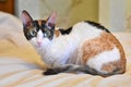 Adorable curly cat Ural Rex sits on the bed and looks with green eyes