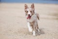 Adorable Cute Border Collie Puppy on the beach Royalty Free Stock Photo