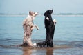 Adorable Cute Border Collie Puppy on the beach Royalty Free Stock Photo