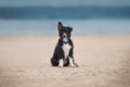 Adorable Cute Border Collie Puppy on the beach Royalty Free Stock Photo