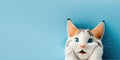 adorable cute cat isolated on blue background with copy space generative ai Royalty Free Stock Photo