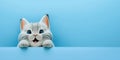 adorable cute cat isolated on blue background with copy space generative ai Royalty Free Stock Photo