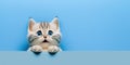 adorable cute cat isolated on blue background with copy space generative ai Royalty Free Stock Photo