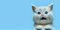 adorable cute cat smiling and isolated on blue background with copy space generative ai Royalty Free Stock Photo