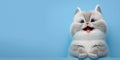 adorable cute cat smiling and isolated on blue background with copy space generative ai Royalty Free Stock Photo