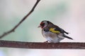 Adorable cute colorful birds sitting on the stick Royalty Free Stock Photo