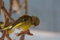 Adorable cute colorful birds sitting on the stick Royalty Free Stock Photo