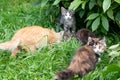 Adorable, cute colorful fluffy cat walking and playing, hunting from ambush in grass, basking in sun. Veterinary shelter Royalty Free Stock Photo