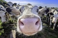 Adorable and cute cow on field looking with interest into camera Royalty Free Stock Photo