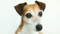 Adorable cute dog eyes. curious pet muzle. White background. Video footage