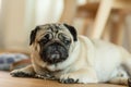 Adorable cute dog pug breed lying on floor and looking up to something.Funny dog making question face at home.Dog wake up looking