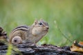 Adorable and cute Eastern Chipmunk looks attentive in a woodland autumn scene