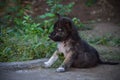 Adorable Cute Face Dark Brown Black Pekingese Mix Of Multiple Breed Puppy Playing Among The Weeds In House Yard Royalty Free Stock Photo