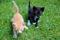 Adorable cute fluffy ginger and black kittens with on green grass.Beautiful curious small kitty walking outdoors. Royalty Free Stock Photo