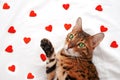 Adorable cute funny green-eyed bengal cat lying on white blanket among many little red hearts looking at camera waving Royalty Free Stock Photo