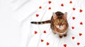 Adorable cute funny green-eyed bengal cat sitting on white blanket among little red hearts looking at camera.Valentine Royalty Free Stock Photo