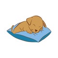 Puppy sleeping on a pillow