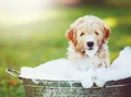 Adorable Cute Golden Retriever Puppy