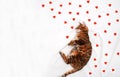 Adorable cute green-eyed bengal cat in profile lying on white blanket looking at many little red hearts.Valentine day Royalty Free Stock Photo