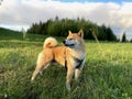 Adorable cute and happy shiba inu puppy in field in summer