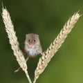 Adorable cute harvest mice micromys minutus on wheat stalk with neutral green nature background Royalty Free Stock Photo