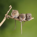 ADorable and Cute harvest mice micromys minutus on wooden stick with neutral green background in nature Royalty Free Stock Photo