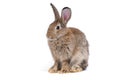 Adorable cute little brown easter bunny isolated on white background. Portrait of brown furry beautiful rabbit. Royalty Free Stock Photo