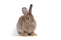 Adorable cute little brown easter bunny isolated on white background. Portrait of brown furry beautiful rabbit. Royalty Free Stock Photo