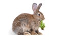 Adorable cute little brown easter bunny isolated on white background. Portrait of brown furry beautiful rabbit with vegetable. Royalty Free Stock Photo