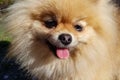 Adorable cute little brown pomeranian little dog. Standing and looking at the camera and smiling Royalty Free Stock Photo