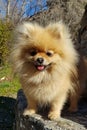 Adorable cute little brown white pomeranian dog. Standing on a bench, looking at the camera and smiling Royalty Free Stock Photo