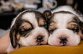 Adorable cute little puppies lying and sleeping on a couch. Royalty Free Stock Photo