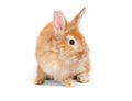 Adorable cute little red brown easter bunny isolated on white background. Portrait of furry beautiful rabbit. Royalty Free Stock Photo