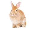 Adorable cute little red brown easter bunny isolated on white background. Portrait of furry beautiful rabbit. Royalty Free Stock Photo