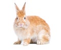 Adorable cute little red brown easter bunny isolated on white background. Portrait of furry beautiful rabbit. Royalty Free Stock Photo